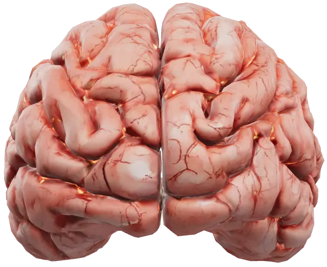 3D model of a human brain